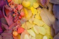 Colorful autumn leaves on a wooden table Royalty Free Stock Photo