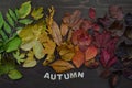 Colorful autumn leaves with word AUTUMN