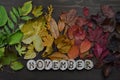 Colorful autumn leaves with word NOVEMBER Royalty Free Stock Photo
