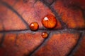 Colorful autumn maple leaf with beautiful texture with shiny water drops close-up macro . Bright expressive artistic