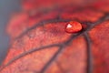 Colorful autumn maple leaf with beautiful texture with shiny water drops close-up macro . Bright expressive artistic Royalty Free Stock Photo