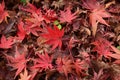 Colorful autumn maple leaf Royalty Free Stock Photo
