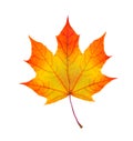 Colorful autumn maple leaf isolated on white