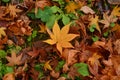 Colorful autumn maple leaf Royalty Free Stock Photo