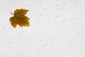 Colorful autumn maple leaf and raindrops on the window. Royalty Free Stock Photo
