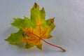 Colorful autumn maple leaf with white background