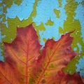 Colorful autumn maple leave on old cracked paint wall background. Several maple leaf. Royalty Free Stock Photo