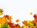 Autumn background with red, yellow, orange maple leaves Royalty Free Stock Photo