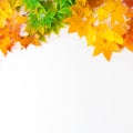 Autumn background with red, yellow, orange maple leaves Royalty Free Stock Photo
