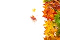 Autumn background with red, yellow, orange maple leaves Royalty Free Stock Photo