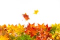 Autumn background with red, yellow, orange maple leaves Royalty Free Stock Photo