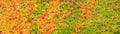 Colorful autumn maple leaves banner, panorama Royalty Free Stock Photo