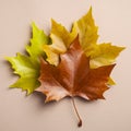 Colorful autumn maple leaves on beige background. Flat lay, top view. Autumn, fall concept Royalty Free Stock Photo