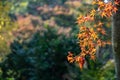 Colorful autumn maple leaves branches foreground in yellow, orange and red color with spider`s web under sunlight Royalty Free Stock Photo