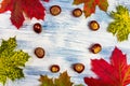 Colorful autumn maple leaves with chestnut to circle on painted white and blue background. Copy space for text or logo Royalty Free Stock Photo