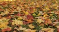 Colorful autumn maple leaves on the green grass selective focus photography. Garden in sunny autumn day. Bright fall pattern Royalty Free Stock Photo