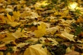 Colorful autumn maple leaves on the ground selective focus photography. Bright fall pattern background. Garden in sunny autumn day Royalty Free Stock Photo