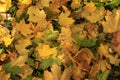 Colorful autumn maple leaves on the ground soft focus photography. Natural fall pattern background. Garden in sunny autumn day Royalty Free Stock Photo