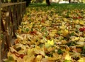 Colorful autumn maple leaves on the ground soft focus photography. Natural fall pattern background. Garden in sunny autumn day Royalty Free Stock Photo