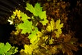 Colorful autumn maple leaves with night lighting on the streets
