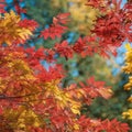 colorful autumn maple leavescolorful autumn maple leavesred maple leaves, fall season