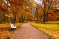 Colorful autumn maple trees fallen leaves path bench in park Royalty Free Stock Photo