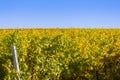 Colorful autumn mood with autumn colors in the vineyard in the m