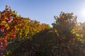 Colorful autumn mood with autumn colors in the vineyard in the m