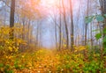 Colorful autumn morning in the autumn forest