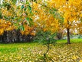 Colorful Autumn in Moscow 2018
