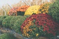 Colorful autumn mums and flowers at a corn maze and pumpkin patch Royalty Free Stock Photo