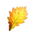 Colorful autumn oak leaf Isolated on white background Royalty Free Stock Photo