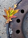Oak Leaf placed on a sewer lid