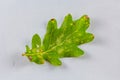 Colorful autumn oak leaf with white background