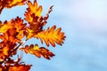 Colorful autumn oak leaves on a background of blue sky in sunny weather Royalty Free Stock Photo