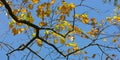 Colorful autumn oak leaves and blue sky background Royalty Free Stock Photo