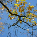Colorful autumn oak leaves and blue sky background Royalty Free Stock Photo