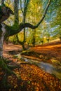 Colorful autumn at Otzarreta forest in gorbea natural park, Spain Royalty Free Stock Photo