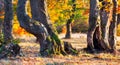 Colorful autumn panorama of the forest Royalty Free Stock Photo