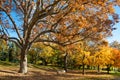 Colorful Autumn in Park, Toronto, Canada