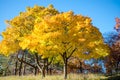 Colorful Autumn in Park, Toronto, Canada