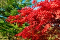 Colorful Autumn in Park, Toronto, Canada