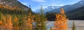 Colorful autumn and pine trees by bow river in rural Alberta,Canada