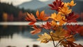 Colorful autumn plants background, brown,yellow orange fall colored with blurred background. Trees Leaves in vintage Royalty Free Stock Photo