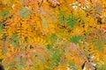 Colorful autumn rowan leaves on the tree Royalty Free Stock Photo