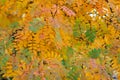 Colorful autumn rowan leaves on the tree Royalty Free Stock Photo