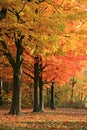 Colorful Autumn Scene