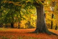 Colorful autumn scene in forest park Royalty Free Stock Photo