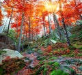 Colorful autumn scene in the mountain forest. Royalty Free Stock Photo
