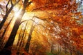 Colorful autumn scenery in a forest Royalty Free Stock Photo